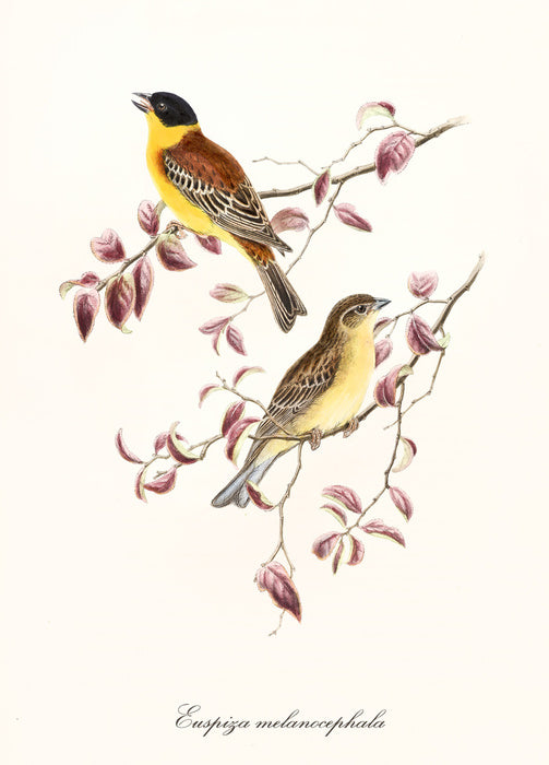 Emberiza melanocephala