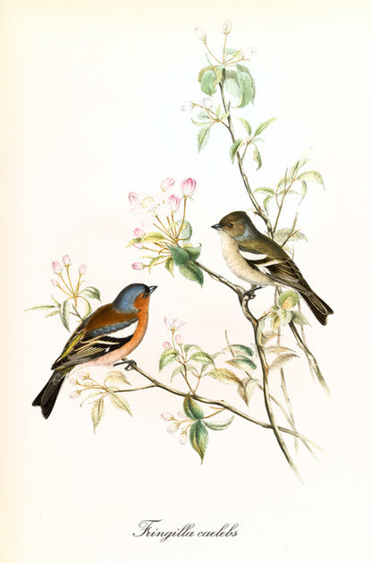Fringilla coelebs