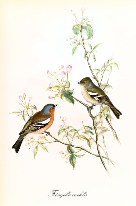 Fringilla coelebs