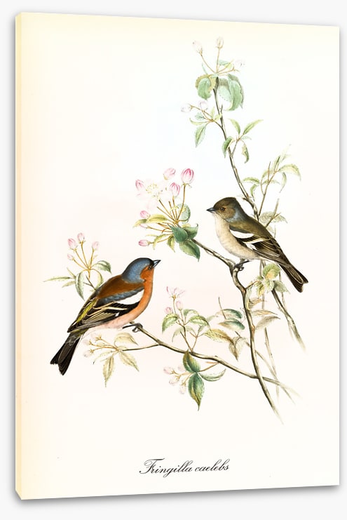 Fringilla coelebs