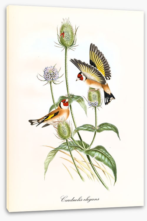 Carduelis carduelis