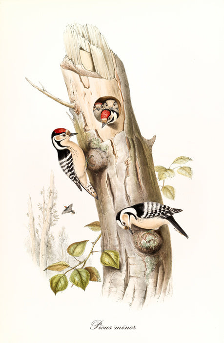 Picus minor