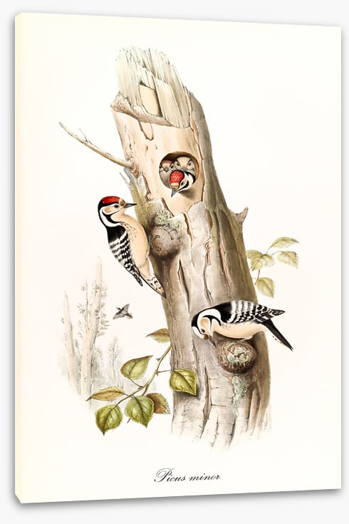 Picus minor
