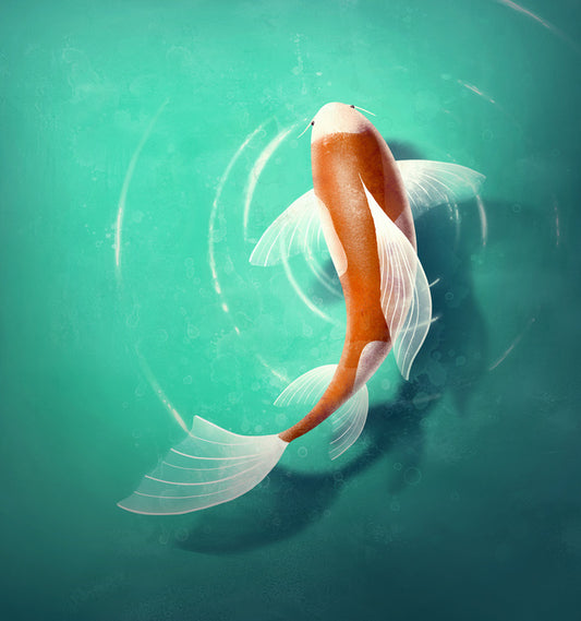 Carp in the pond