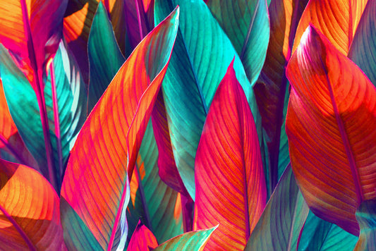 Banana leaf sunshine