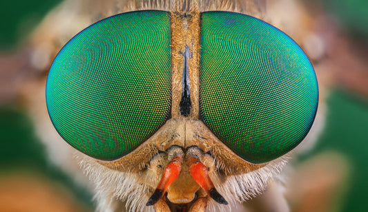 Insects