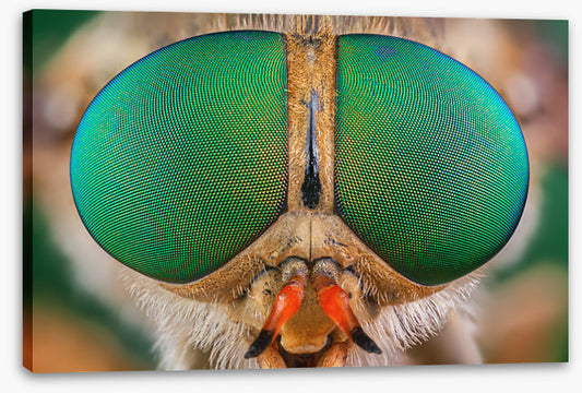 Insects