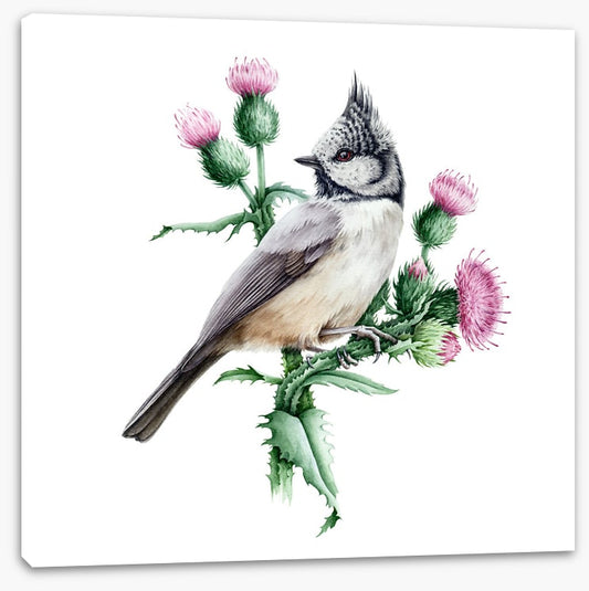 Little crested tit