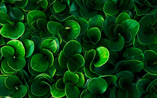 Leaves