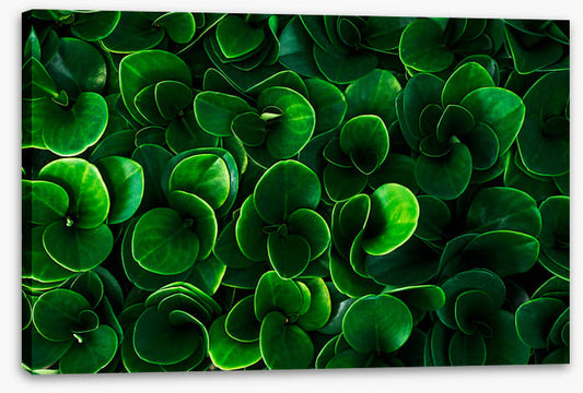 Leaves