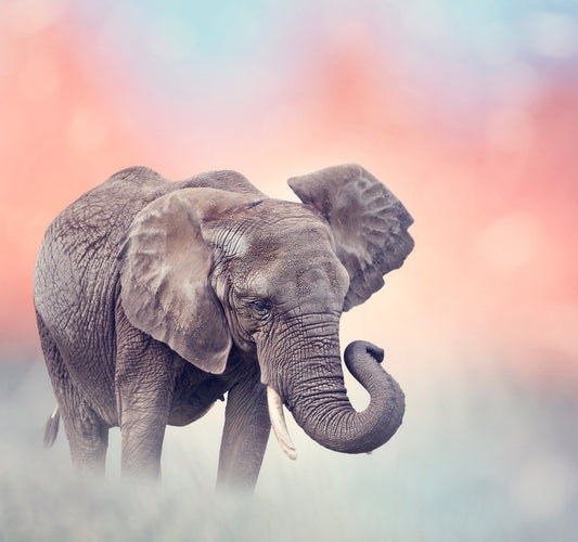 Emerging elephant