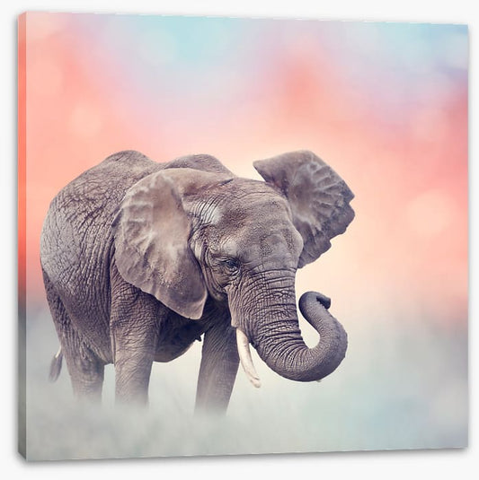 Emerging elephant