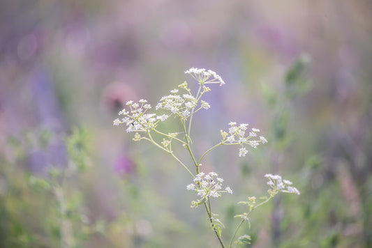 Meadows