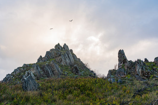As birds fly