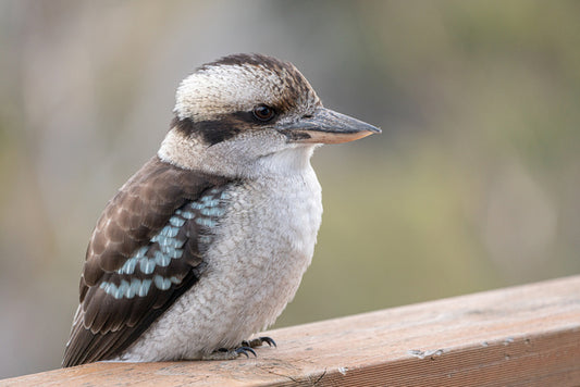 Kookaburra visit