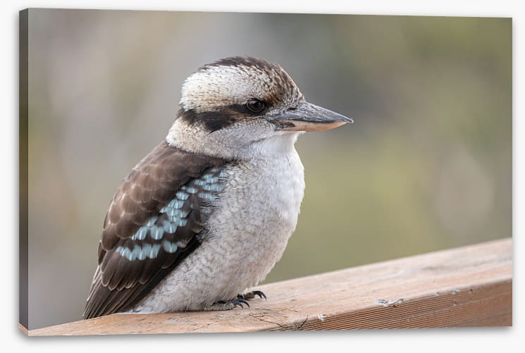 Kookaburra visit