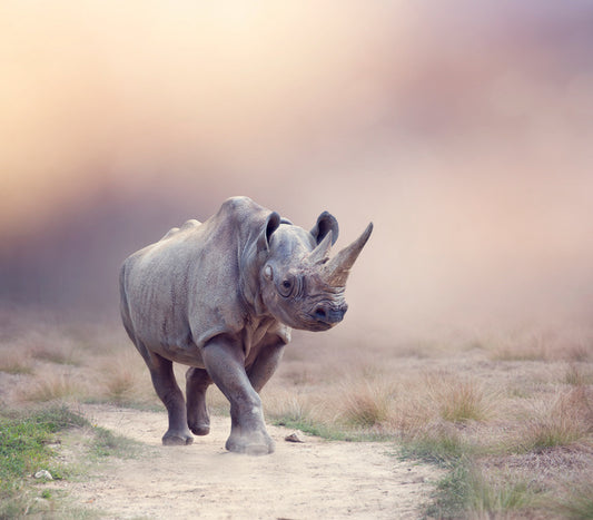 Rhino rumba