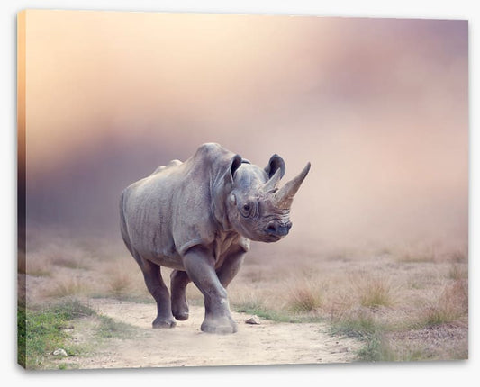 Rhino rumba