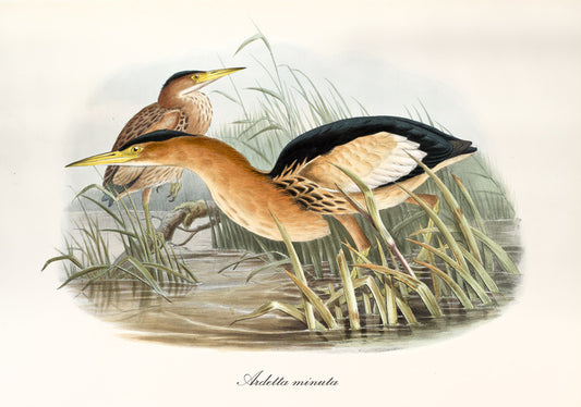 Botaurus minutus