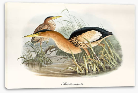 Botaurus minutus