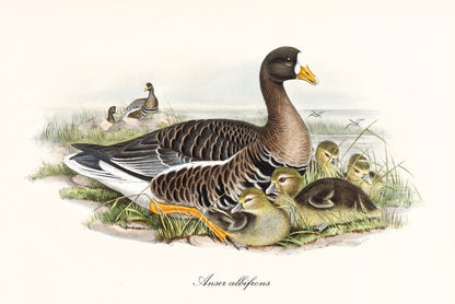 Anser albifrons