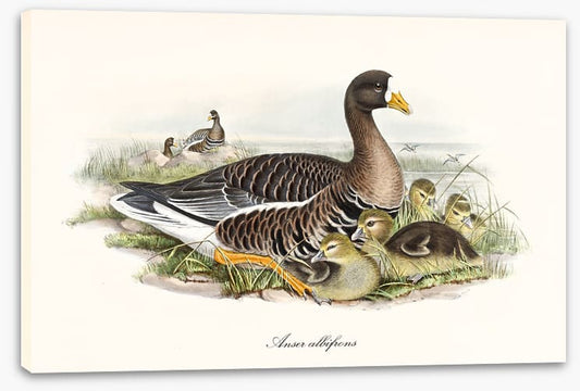 Anser albifrons