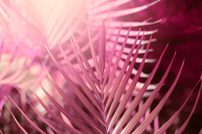 Palms in pink