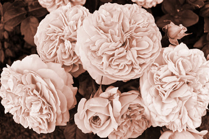 Yesteryear blooms