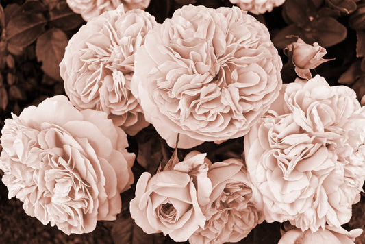 Yesteryear blooms