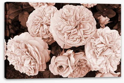 Yesteryear blooms