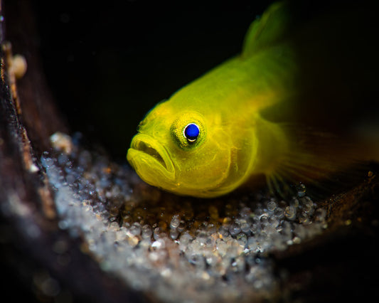 Fish / Aquatic