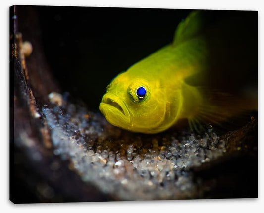 Fish / Aquatic