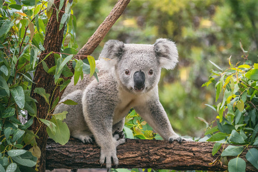 Candid koala