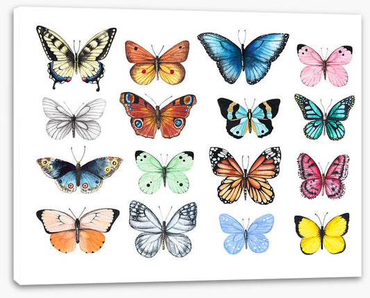 Butterflies