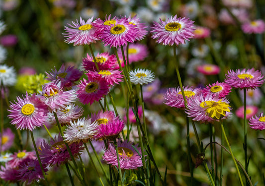 Pink paper daises