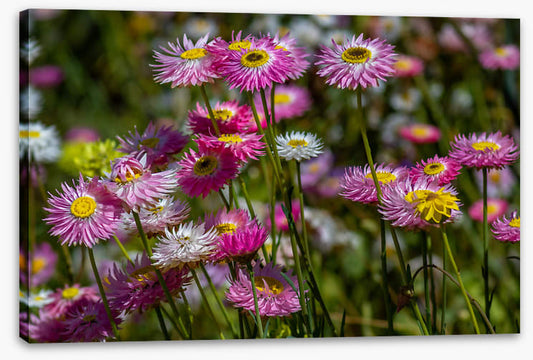 Pink paper daises