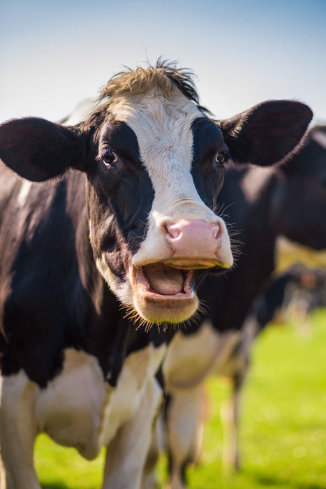 Laughing cow