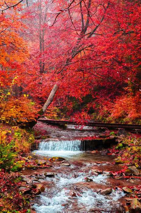 Scarlet forest falls