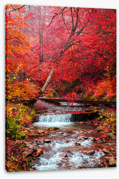 Scarlet forest falls