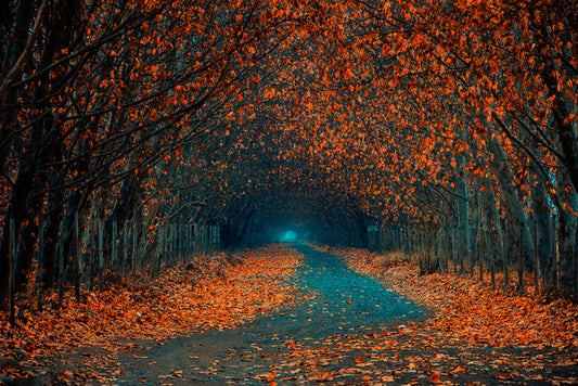 Follow the foliage