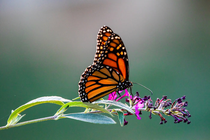 Insects