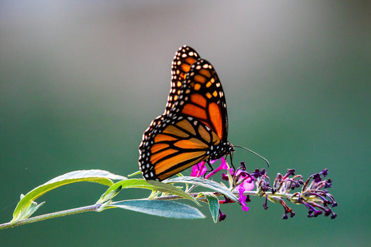 Insects