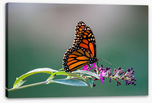 Insects