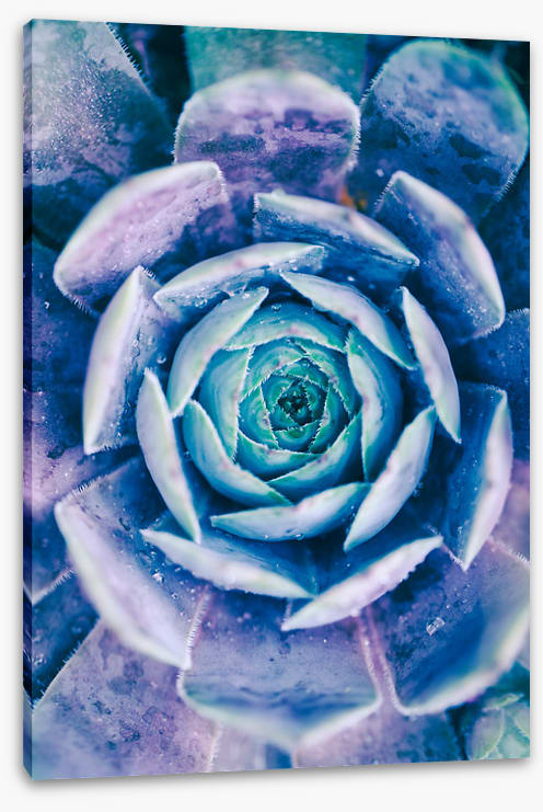 Succulent blues