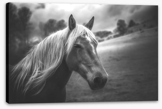 Mane attraction