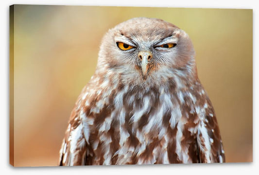 Barking owl wink