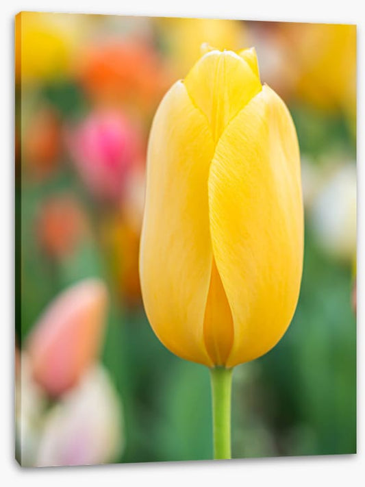 Sunshine tulip