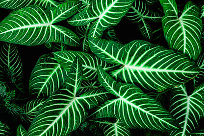 Frondly