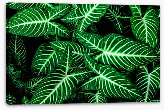 Frondly