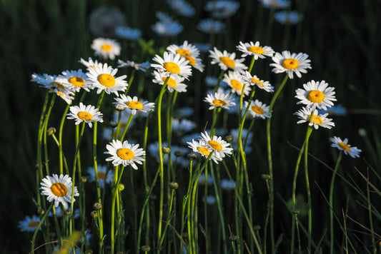 Meadows